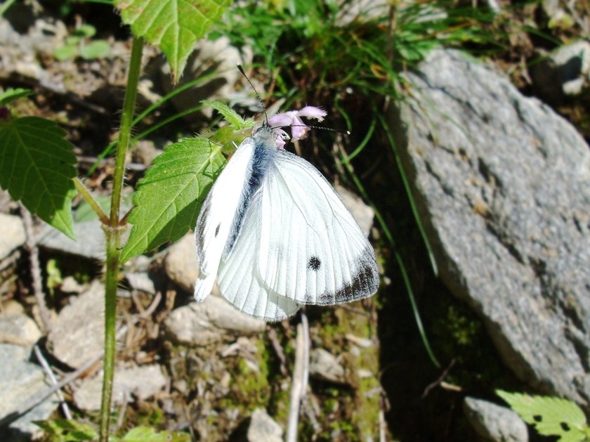 Farfalle di Valtellina, Valchiavenna, V.Poschiavo, Bregaglia